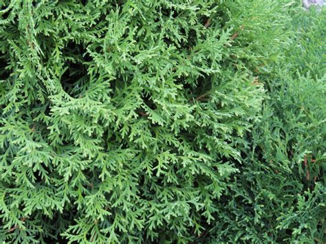 Hetz Midget Arborvitae Plant Something Montana