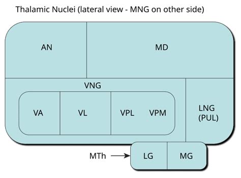 Lateral Posterior Nucleus Of Thalamus Wikiwand