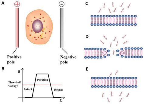 The principle of electroporation. A, a lively cell is exposed in the ...