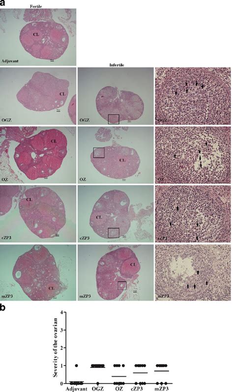 Histological Analysis Of The Ovaries Of The Mice Immunized With