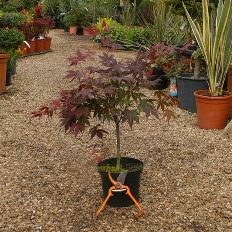 Acer Palmatum Atropurpureum Big Plant Nursery