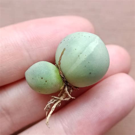 Rare Rare Conophytum Calculus Headed Variegation Furniture