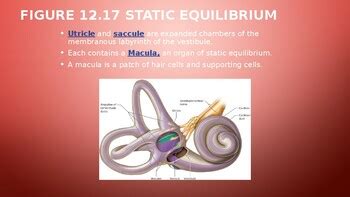 Introduction To Sensory Function II BIOL201 by Q College | TPT