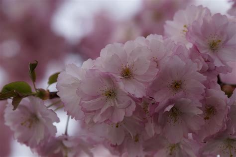 Free Images Tree Branch Flower Petal Bloom Produce Pink Close