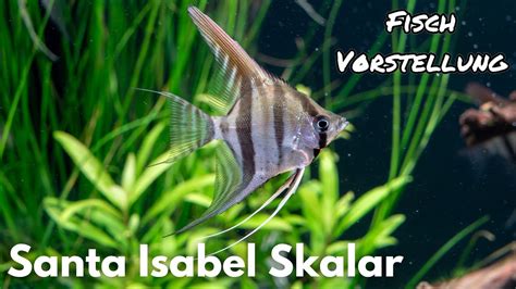 Santa Isabel Skalar Pterophyllum Scalare Santa Isabel Liquid