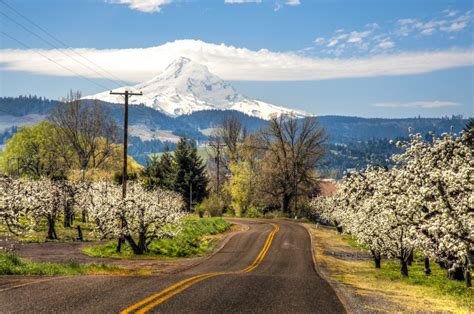 Skiing on Mount Hood in Oregon - Summer Skiing Vacations Oregon