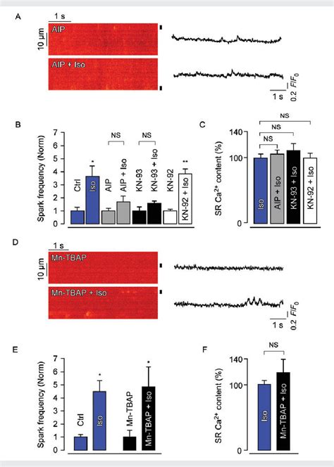 Figure From No Dependent Camkii Activation During B Adrenergic