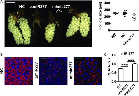 Mimic MiR 277 Injection Rescues The MiR 277 Depletion Phenotype A