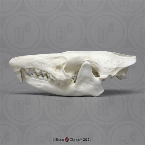 Cuban Solenodon Skull - Bone Clones - Osteological Reproductions