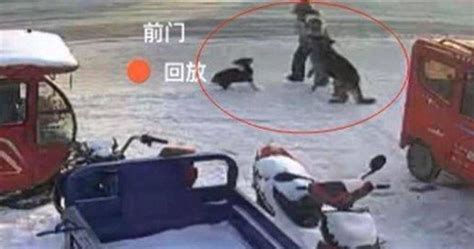 陸女遭惡犬狠咬「13處受傷」血流不止 飼主擺爛：把狗打死得了 兩岸 中時新聞網