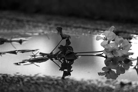 Puddle By Birdofrain On Deviantart