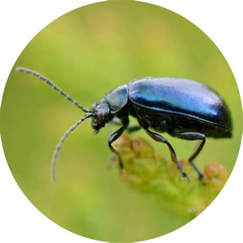 Create A Creepy Crawlies Trivia Game With Crowdpurr