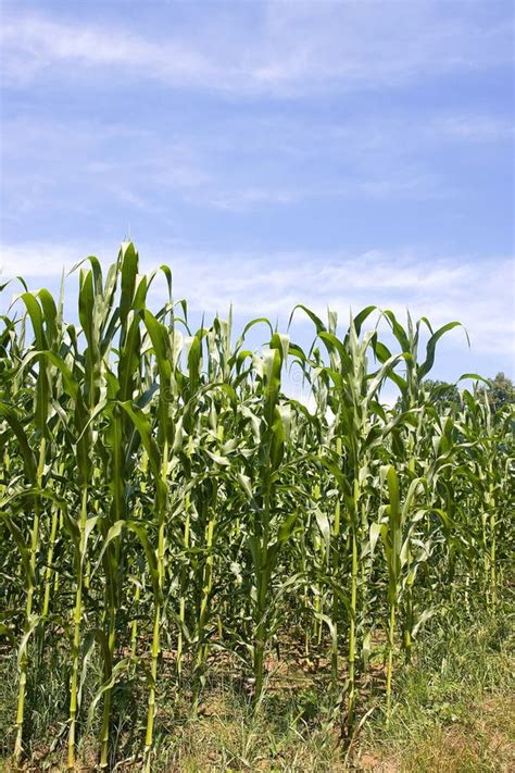 6419 Corn Stalks Stock Photos Free And Royalty Free Stock Photos From