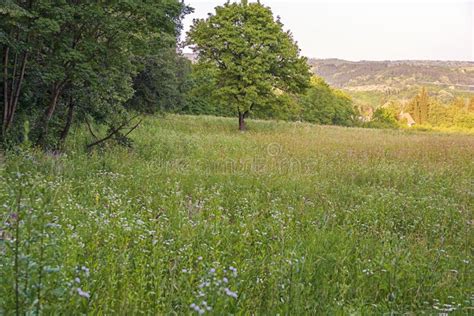 Hierba En El Campo Durante El Amanecer Paisaje Agrícola En Verano Con