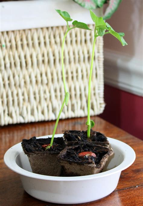 Science With Children Sprouting Beans And Growing Bean Plants