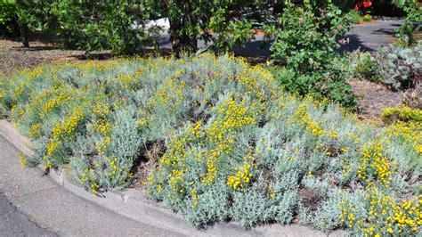 Why Is Lavender Turning Yellow Your Succulent