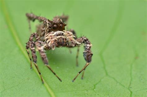 Smart and Intelligent Portia Spider Stock Photo - Image of predatory, leaf: 126829078