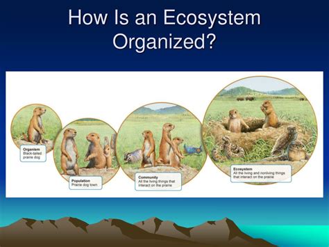 Ppt What Does An Organism Get From Its Environment Powerpoint