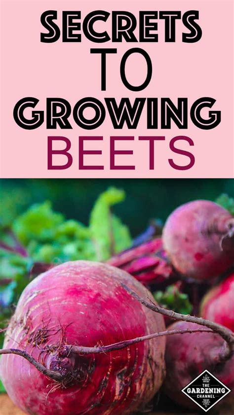 How to Grow Beets - Gardening Channel