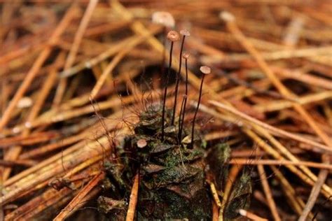 Marasmius Capillaris Macrophotography To Capture This Tiny Mushroom