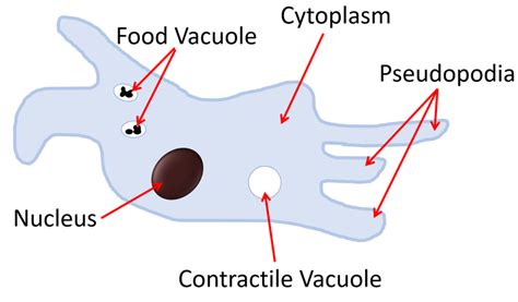 Pseudopodia Key Stage Wiki