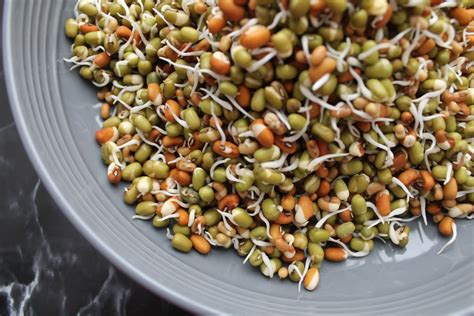 How To Grow Mung Bean Sprouts A Complete Guide