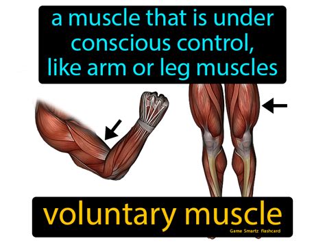 Voluntary Muscle Definition Image Flippy Flashcards