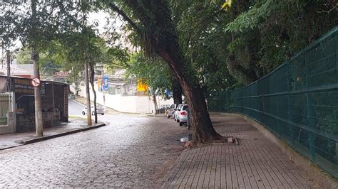 Corte De Rvores No Bosque Dos Jequitib S Gera Pol Mica Cbn Campinas