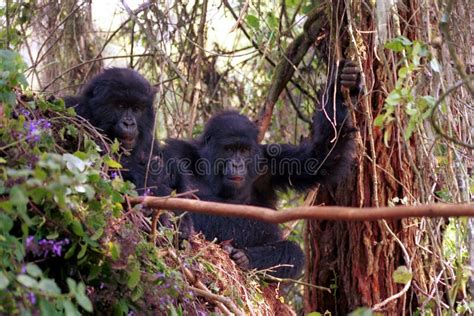 Mountain Gorillas Volcano National Park Rwanda Stock Photo Image Of