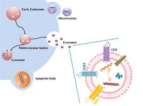 Frontiers Role Of Adipose Tissue Derived Exosomes In Metabolic Disease