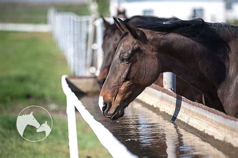 How To Keep A Horse Water Trough Clean? - Horses & Foals