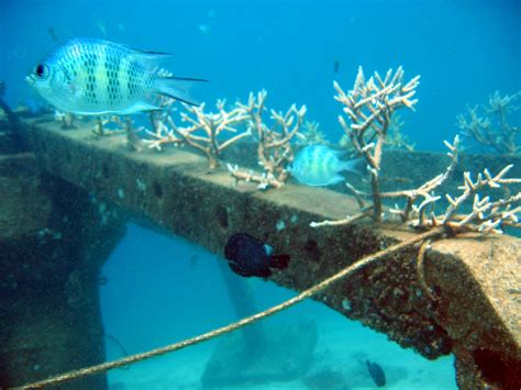 Concrete Substrates For Accelerated Coral Restoration