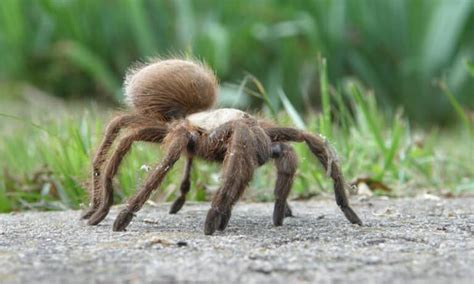 Beware Of Tarantulas In These 13 States A Z Animals