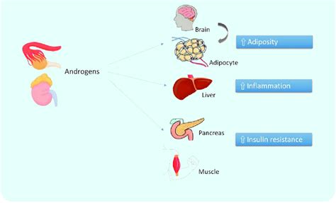 Major Sites Of Androgen Production In The Female With Their Download Scientific Diagram