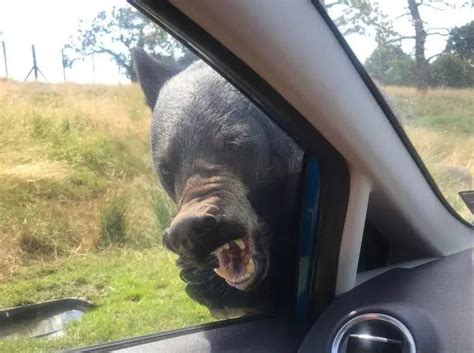 VIDEO Familia Capta El Ataque De Un Oso Y Se Vuelve Viral El Siglo