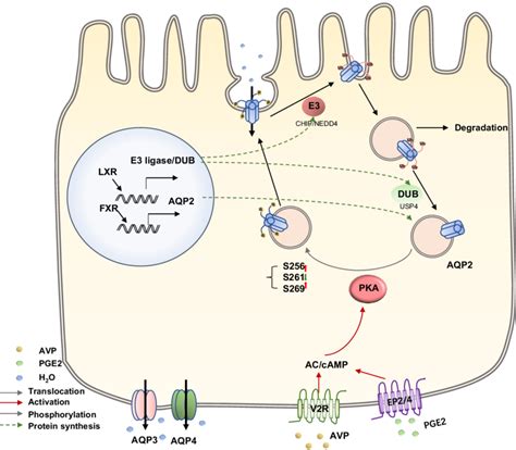 Farnesoid X Receptor FXR And Liver X Receptor LXR Regulation Of