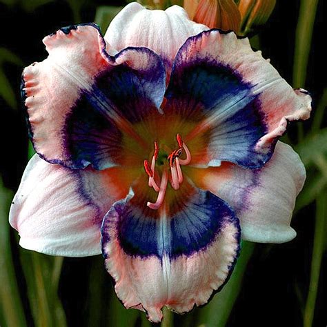 Daylily Bulbs Daylilies Flower Potsdaylilydaylily Bulbs Reblooming