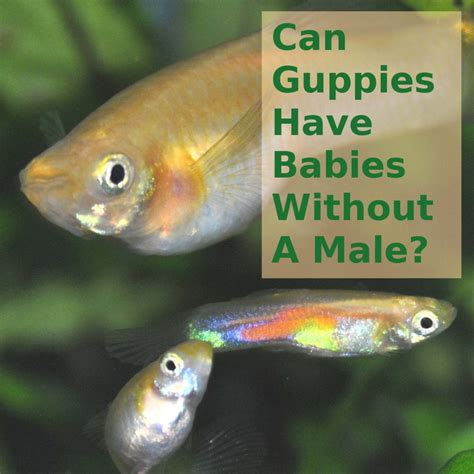 How To Tell If A Female Guppy Is Pregnant