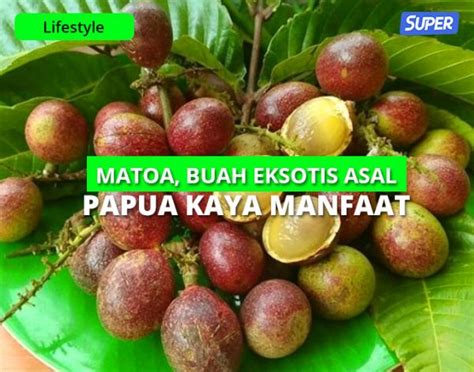 12 Manfaat Buah Matoa Asal Papua Untuk Kesehatan Tubuh Kulit