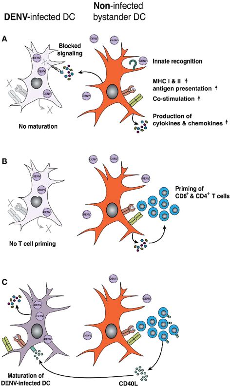 Denv Infection Impairs Dc Activation And Priming Of Adaptive T Cell