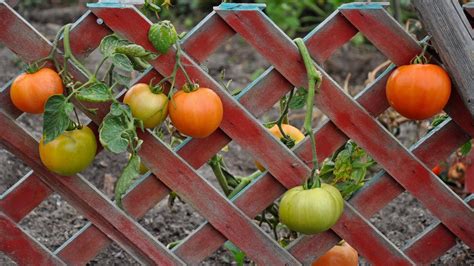 53 Tomato Trellis Designs Completely Free Epic Gardening