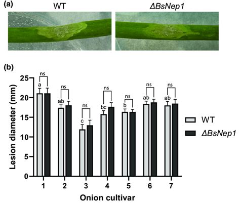 Virulence Of Botrytis Squamosa Wild Type Wt And Bsnep1 Knockout