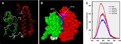 Structural Comparison Of The P Tabuliformis Tau Gsts A Shown Is