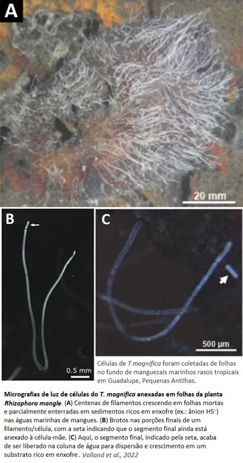 Cientistas Descobrem A Maior Bact Ria J Descrita E Sua Biologia Muda