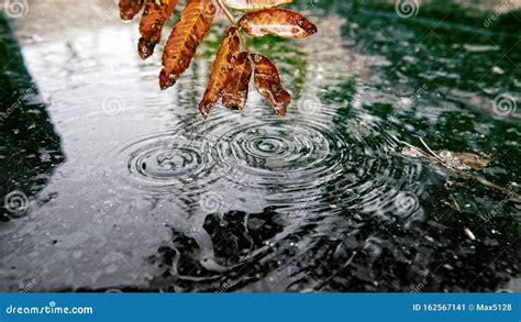 Folhas Mortas Gota De Gua E Escurid O Da Gua Suja Imagem De Stock