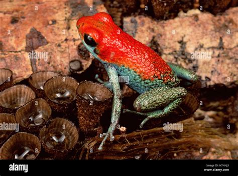 Granular Poison Dart Frog Dendrobates Granuliferus Portrait On Bird S