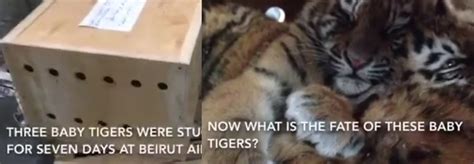 Three Baby Tigers Stuck in a Tiny Box for 1 Week at Beirut’s Airport ...