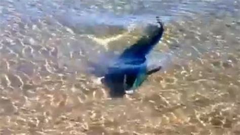 Cet Homme Se Baladait Au Bord De La Plage Il A Fait Une Rencontre