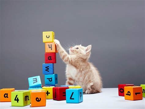 9 Best Toys For Kittens Teethings