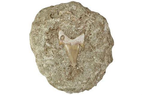 Otodus Shark Tooth Fossil In Rock Eocene For Sale